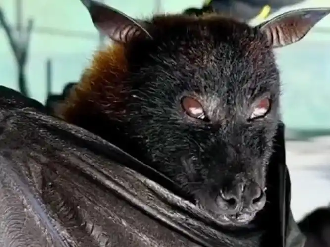 大叔户外救助了只小蝙蝠宝宝,痊愈放生后带着黑蝙蝠中队前来答谢