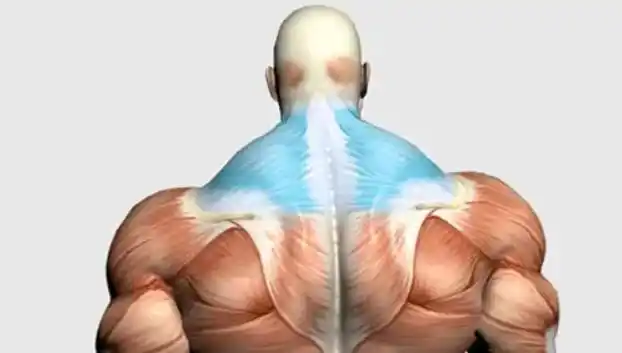 到底怎么练才能避免练出难看的斜方肌?