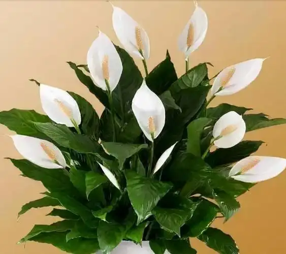 一帆风顺花图片,花卉一帆风顺图片大全(养护的过程中怎么避雷)