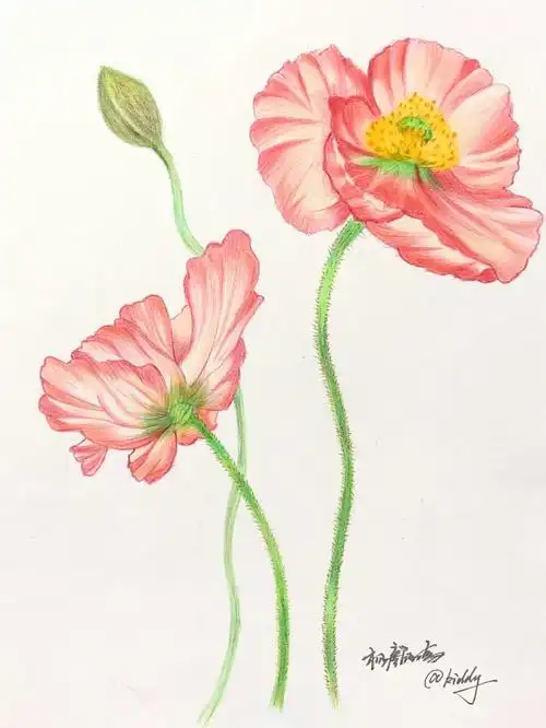 彩铅入门第一幅临摹