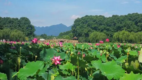 杭州西湖荷花盛开美美达