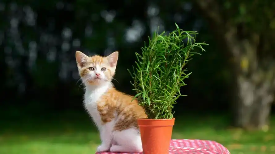 乖巧软萌橘色小奶猫,图片,壁纸,可爱-桌酷