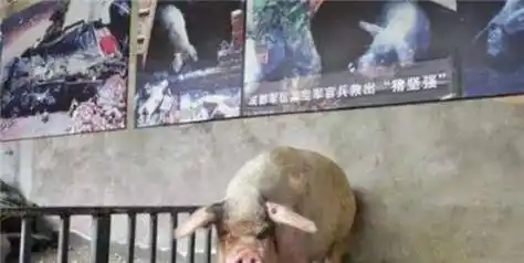 汶川地震,被困36天瘦了200多斤的猪坚强,如今在博物馆住了12年