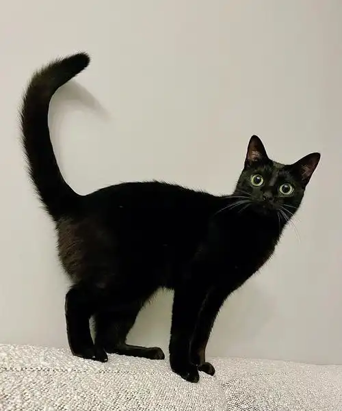 一组长手长脚长尾黑毛怪