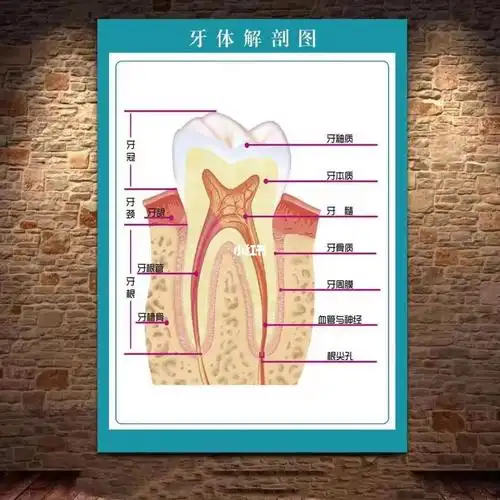 一张图带你全方位了解牙齿结构_保养_医疗健康_医疗健康其他