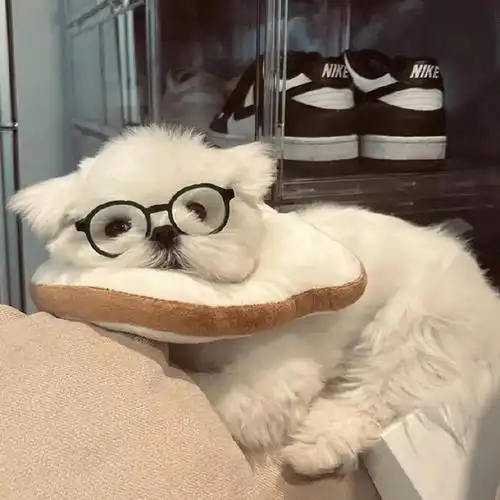 新的狗狗头像拍了拍你