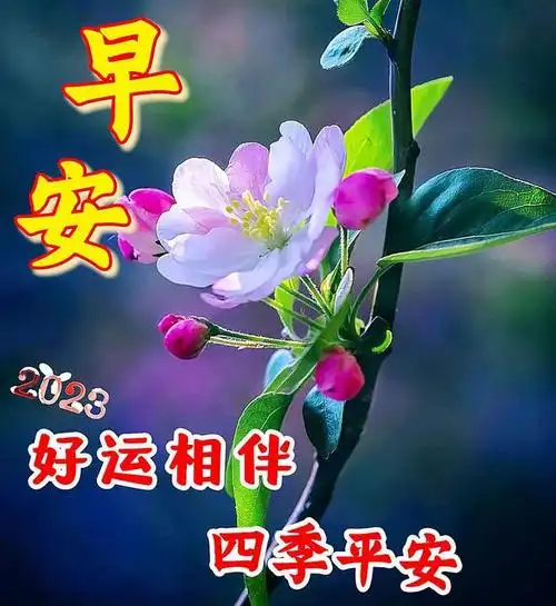 早上好漂亮问候语祝福图片