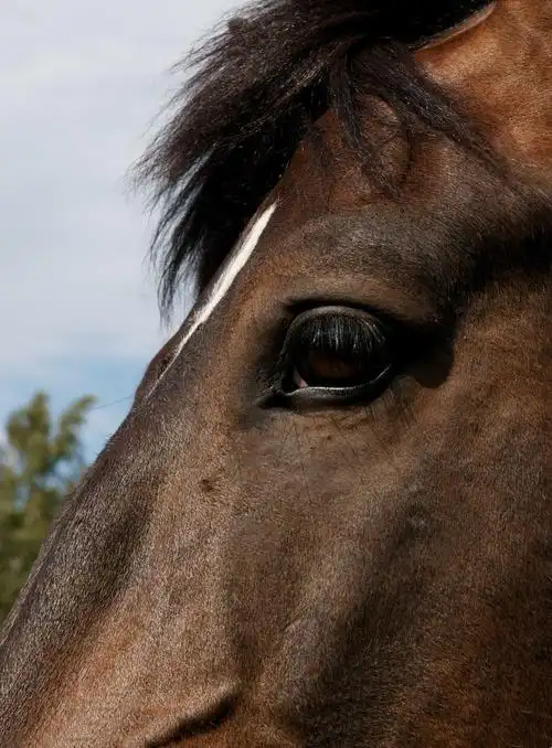 丁真的眼睛大特写好像马儿,纯善干净又有灵的.