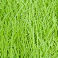 高清绿色风景头像,这清新的绿色我最爱,绿色象征活力