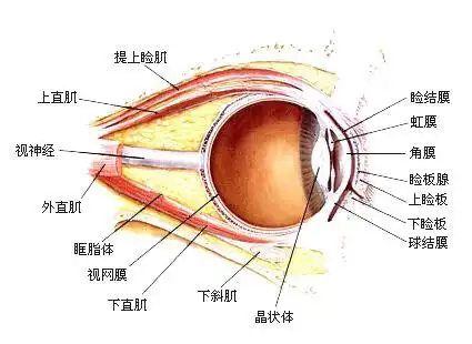 眼睑是哪里 t图片