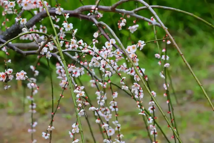绿萼梅花报春来