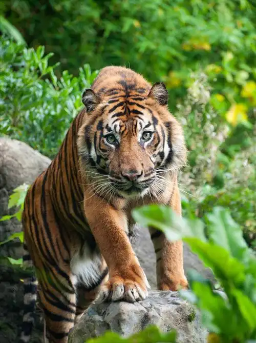 什么老虎最厉害排名(盘点世界上最凶猛的七大虎种)-图8