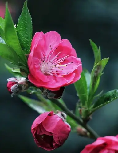 美在春天～桃花盛开