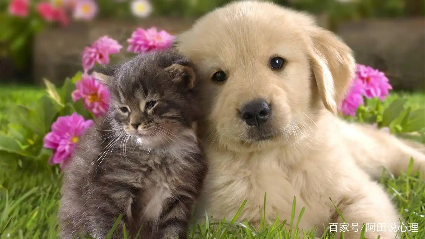 心理测试:凭感觉选一个最可爱的动物,测试一下你会富贵一生吗?