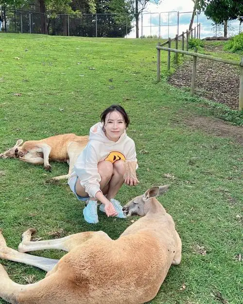 lonepinekoala布里斯班龙柏考拉保护区