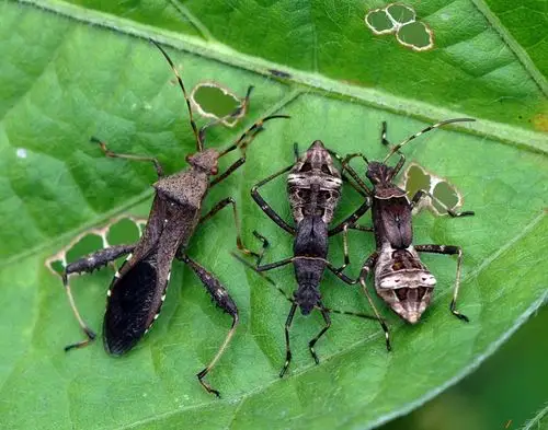 中国昆虫半翅目(蝽)