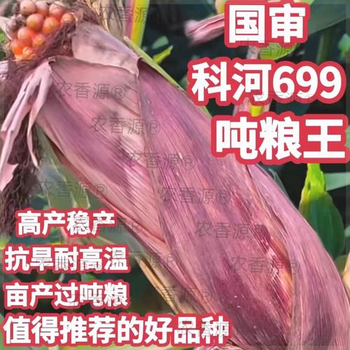 国审高产玉米种子大全矮杆大棒正品紫杆科河699农科院双胞胎两用