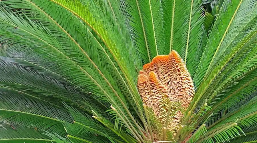 铁树开花百年一遇