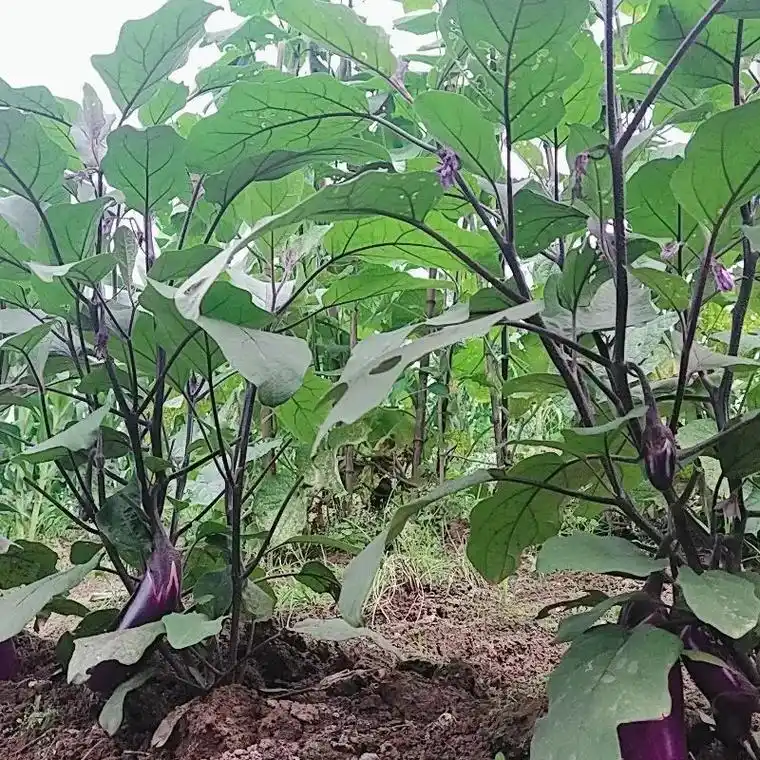 紫罐茄子苗,有需要种植联系我哈 - 抖音