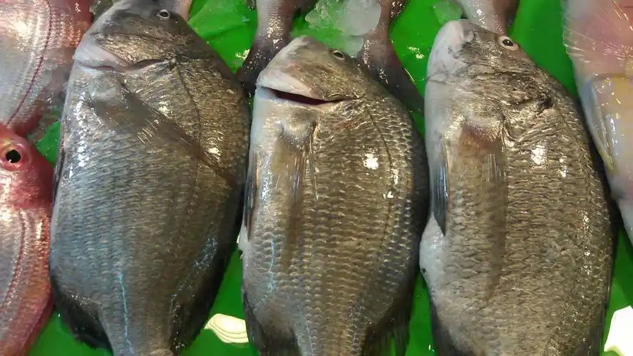 黑格(黑鲷) 货品编号1008