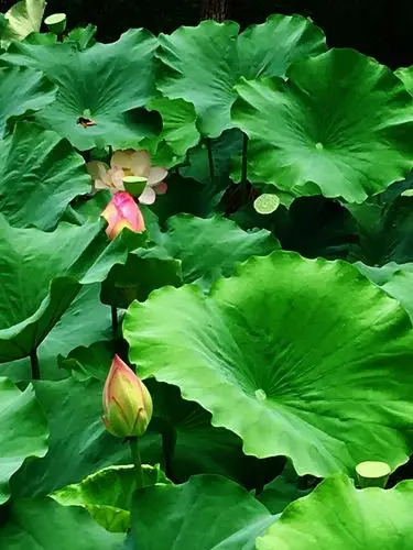 唯美荷花—夏日里最美的意境