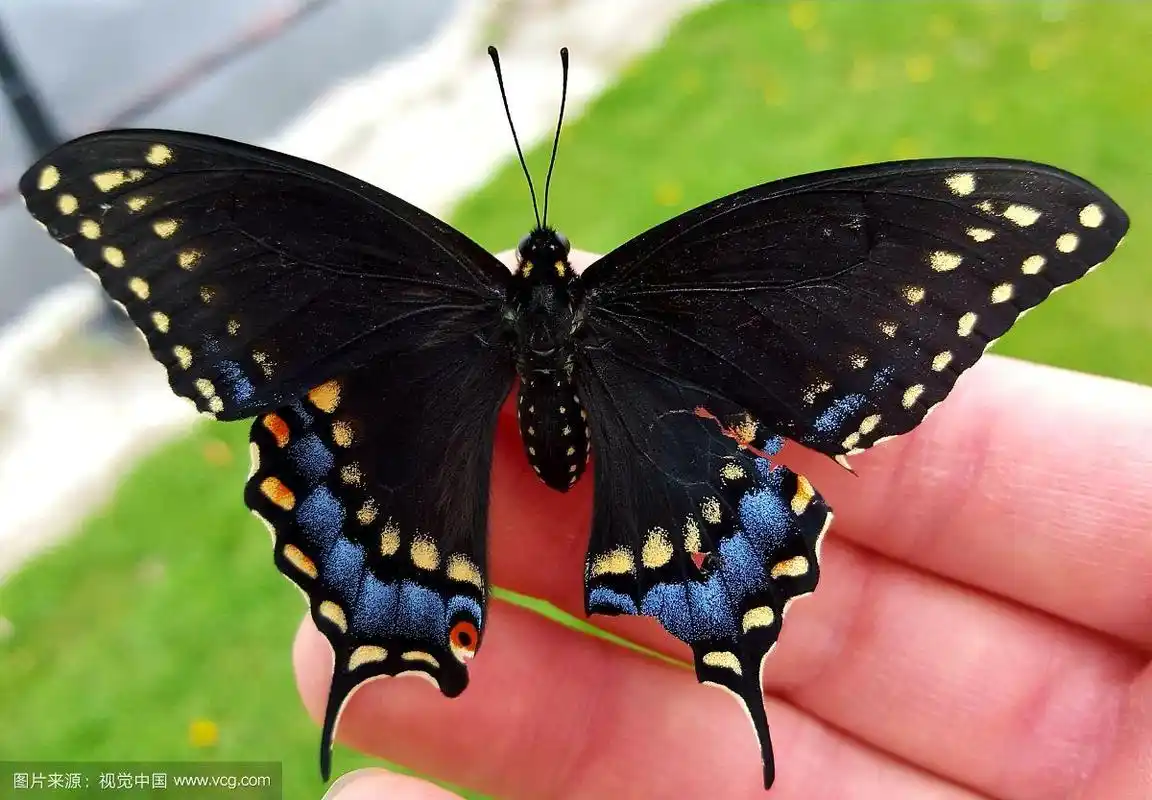 黑燕尾蝶在人手上的特写