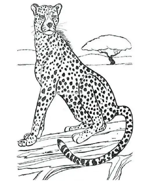 凶猛豹子的简笔画