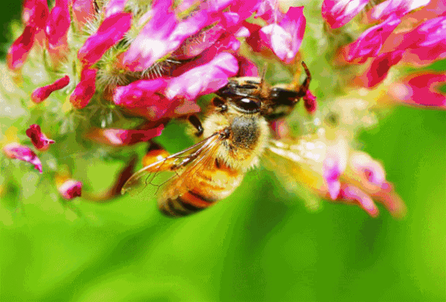 640_434gif 动态图 动图