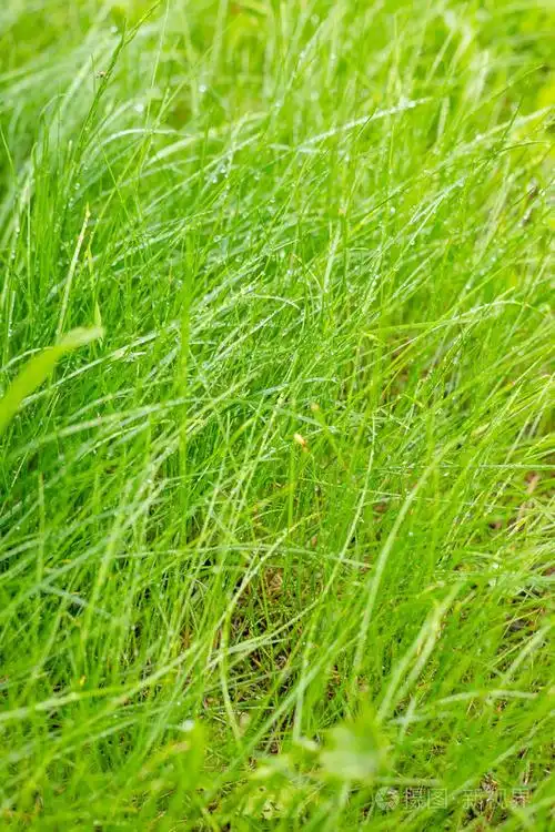 新鲜青草露水天然的绿色草本背景春天夏季自然绿色水滴抽象图案草生态