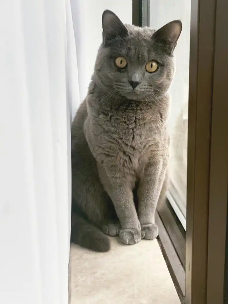 蓝猫的毛变黄04什么原因 明明是只蓝猫 为什么毛越来越变黄了 是