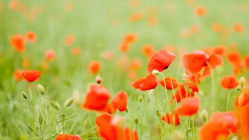 美到窒息的艳丽虞美人花电脑桌面壁纸第二辑