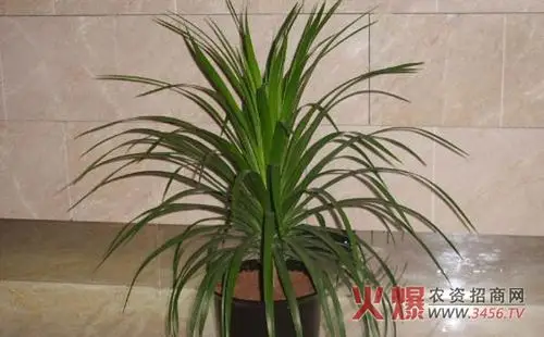 龙须兰怎么养,龙须兰的养殖方法和注意事项