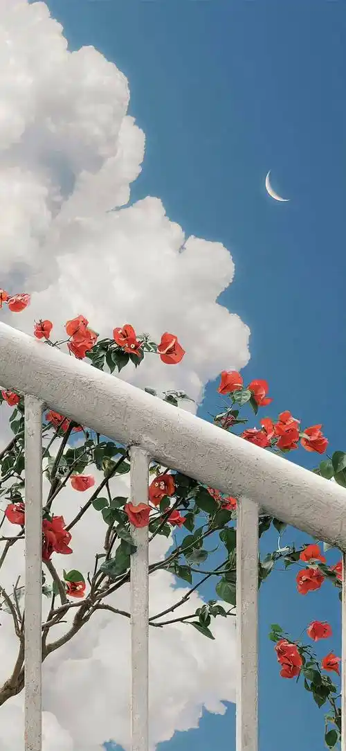 壁纸|iphone 高质感壁纸(8k高清)