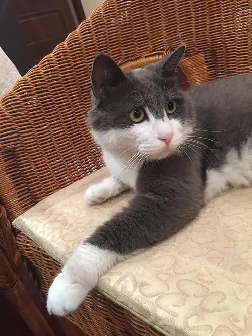 北京领养〕1岁多蓝白相间英短串免费领养