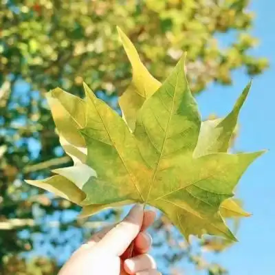 唯美风景头像图片大全高清