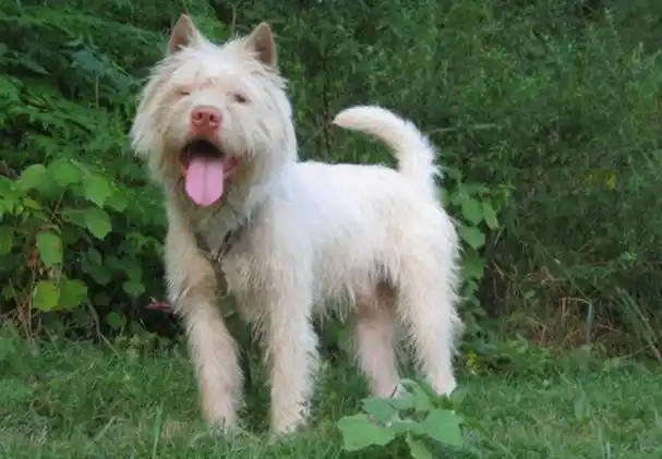 的狗狗,但是因为许多外来犬种的进入,导致纯种的中华田园犬非常难得