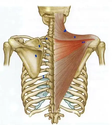 mtrps精细解剖之斜方肌