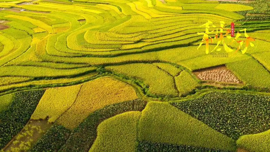 秋分时节丰收季清新唯美稻田,高清图片,电脑桌面-壁纸族