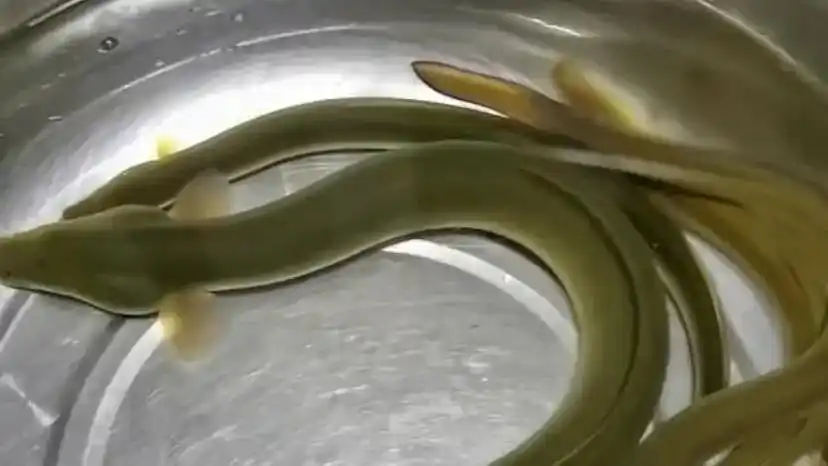 长得像蛇一样的鱼,江苏男子野钓连中5条,鱼贩出价一百多一斤