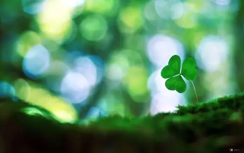 【乌夜啼收藏】幸福的四叶草【12张】