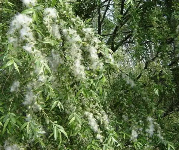 柳絮- 北风寒 - 有缘相识 友谊长存