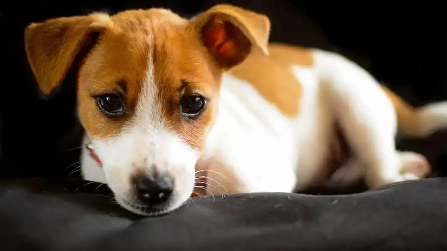 狗狗,可爱美女,狗狗,小动物,可爱,电脑壁纸,壁纸超可爱的狗狗