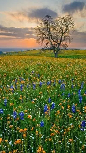 唯美清新花卉图片手机壁纸-风景-手机壁纸下载-美桌网