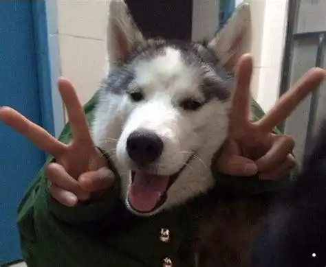 哈士奇图片搞笑表情包抖音哈士奇狗头表情包2022已更新今日热点