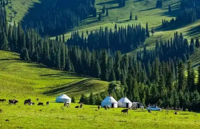 新疆的一大片大草原,是伊犁的主要景点,你还不清楚么
