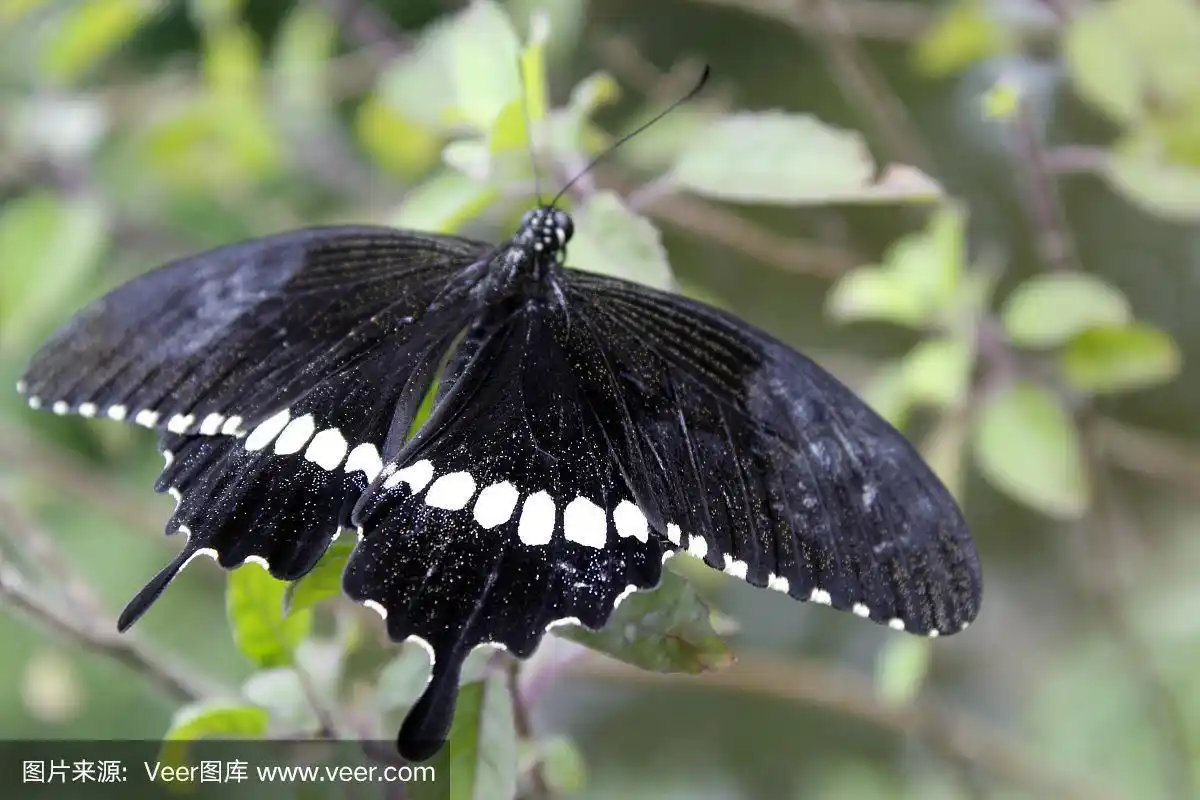 自然,凤尾蝶,蝴蝶,印度次大陆人,摩门教