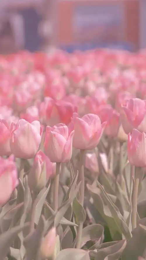 清新唯美郁金香花田,高清图片,手机壁纸