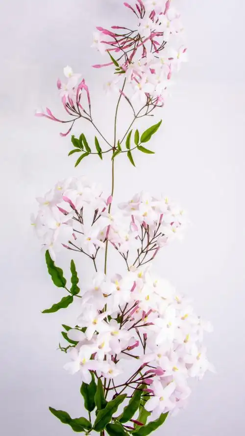 清新淡雅的茉莉花,高清图片,手机壁纸