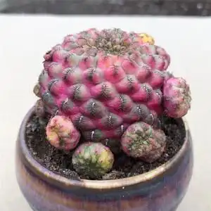 红丽丸锦稀有植物仙人球程程柱仙人掌办公室防辐射绿植小盆栽