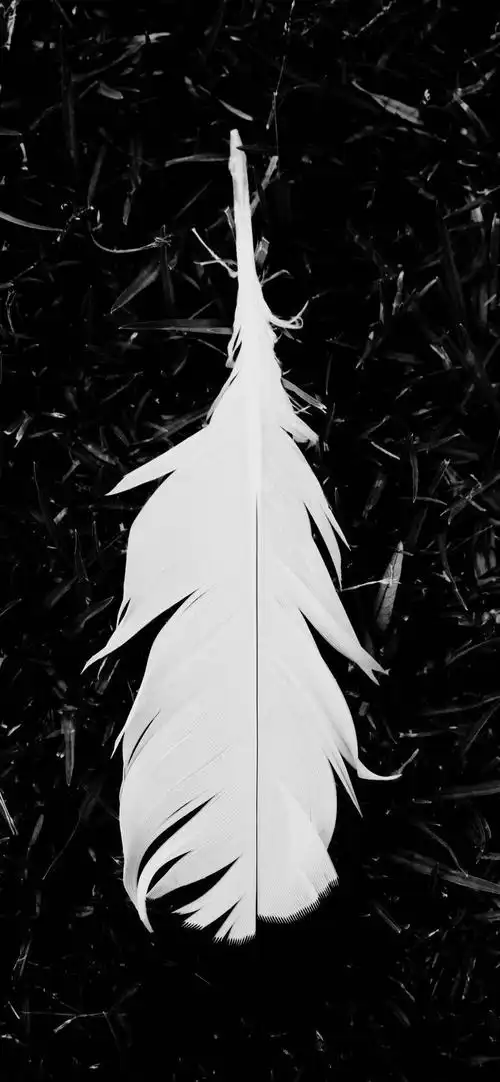 羽毛黑色背景_唯美其他手机壁纸_我要个性网